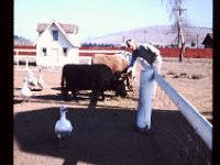 Grandpa Coop feeding cows
